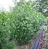 Prunus lauroc.'Caucasica'